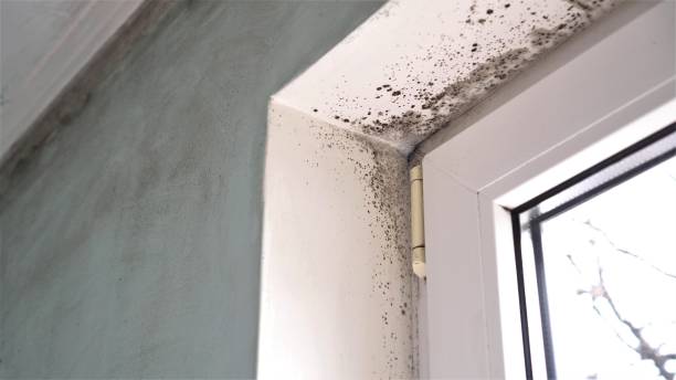 Best Attic Mold Removal  in Moorefield, WV