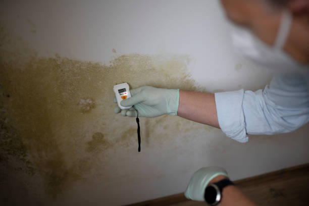 Best Mold Testing  in Moorefield, WV