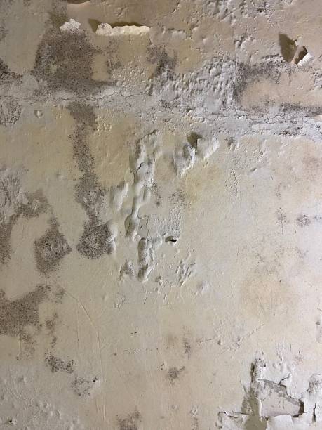 Best Local Mold Removal Service  in Moorefield, WV