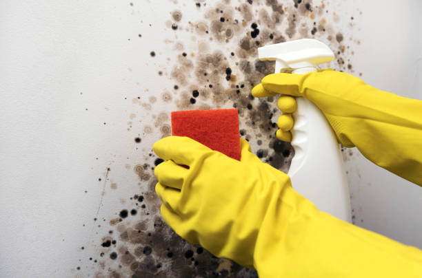 Best Mold Testing  in Moorefield, WV