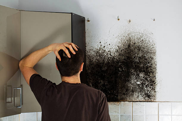 Best Water Damage Restoration  in Moorefield, WV