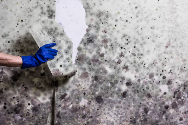 Best Mold Inspection  in Moorefield, WV